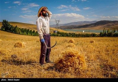 بالصور.. حصاد القمح في حقول مدينة أهر شمال غرب إيران