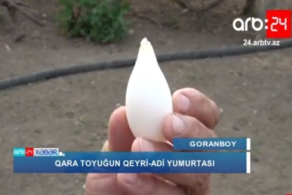Goranboyda qeyri-adi yumurta görənləri şoka saldı