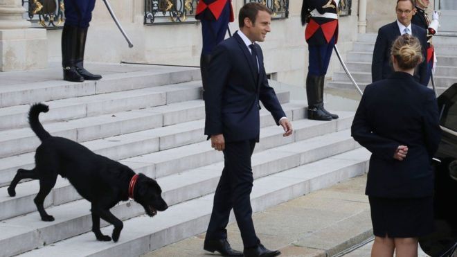 الرئيس الفرنسي ماكرون يختار نيمو "الكلب الأول" في قصر الإليزيه