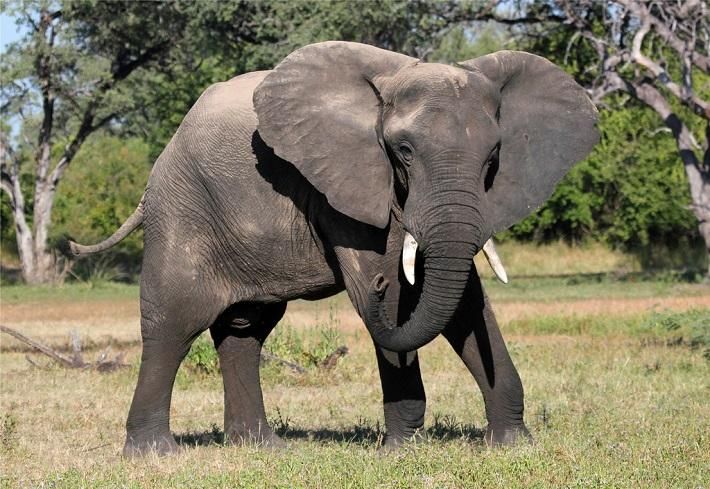Слон затоптал любителя селфи в индийском парке