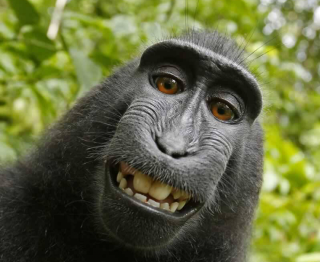 Фотограф выиграл двухлетний судебный спор у зоозащитников о правах на «селфи обезьяны»