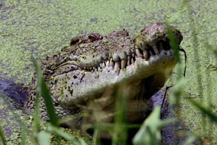 Крокодил уволок репортёра Financial Times