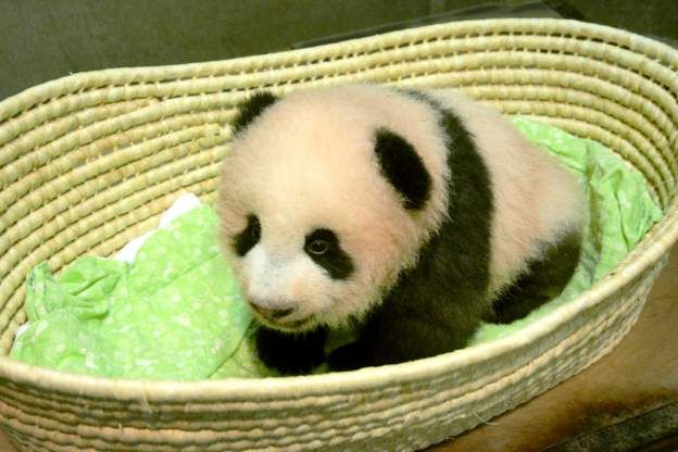 حديقة حيوان طوكيو تطلق اسم عبير على أحدث وليدة من حيوان الباندا