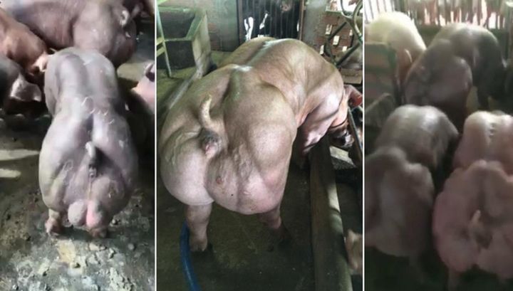Камбоджийский фермер разводит мускулистых свиней-мутантов