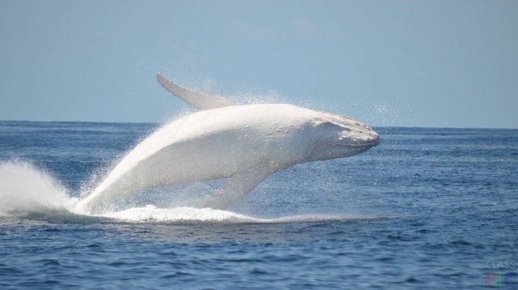 30-летний белый кит попал на видео