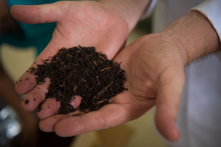 Учёные рассказали, как чёрный чай поможет избавиться от лишнего веса
