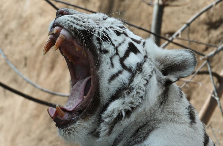 В Индии два белых тигрёнка загрызли смотрителя зоопарка