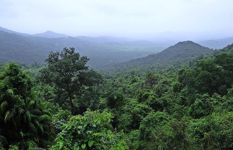 Тропические леса перестали справляться с поглощением СО2