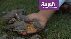 شاب سعودي يفتتح محمية خاصة لطيور الزينة في حائل
