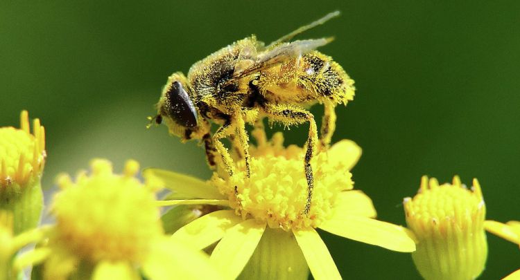 العلماء: انخفاض الحشرات يهدد الحياة على الأرض