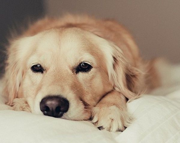 Учёные доказали способность собак чуять рак
