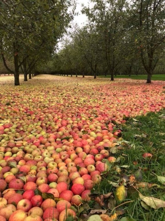 Фото: Яблоневый сад в Ирландии после урагана