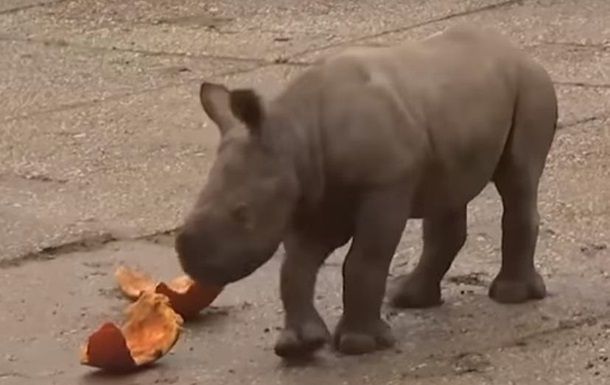 В зоопарке Праги родился детеныш редкого носорога