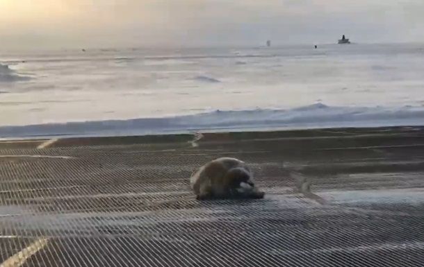 Сеть удивил отдыхающий на взлетной полосе тюлень