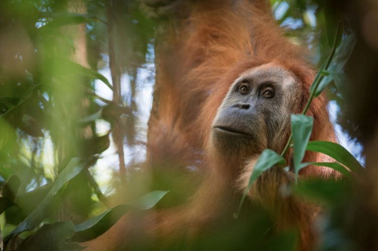 На Суматре открыли новый вид человекообразных обезьян