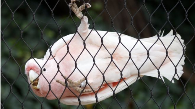Попугаи какаду в Австралии перекусывают интернет-кабель