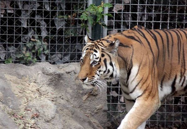 На сотрудницу зоопарка напал тигр