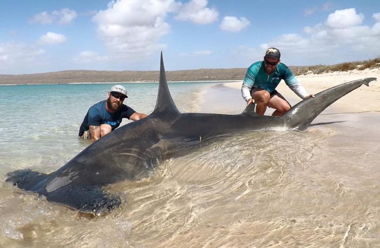 Fishermen reel in 12-foot tiger shark on Sanibel Island beach
