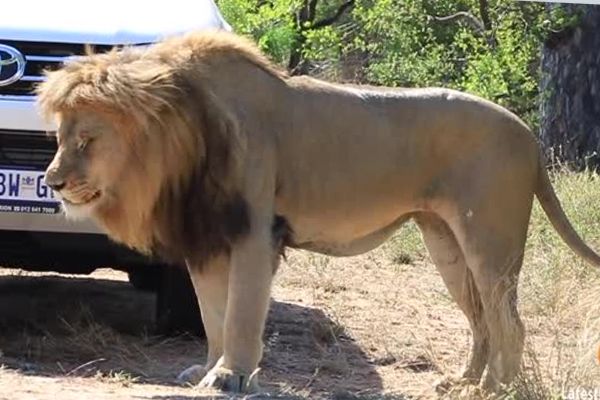 Лев напал на туристов в ЮАР