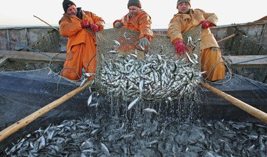 В России могут измениться правила по вылову рыбы