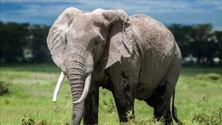 فيل ضال يقتل سائحين أجنبيين في زامبيا