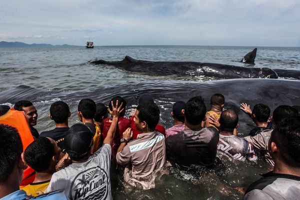 İndoneziyada balinaların qeyri-adi xilasedilmə əməliyyatı FOTOLAR