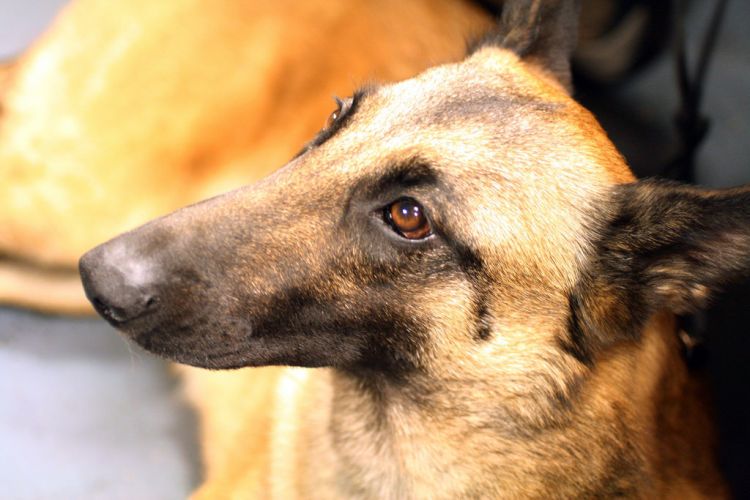 Собака награждена за мужество во время операции в Кабуле
