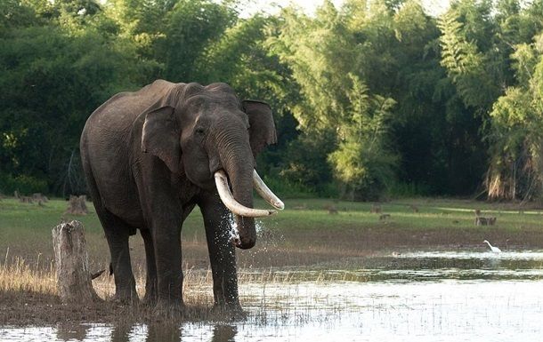 В Таиланде слон насмерть затоптал туриста из Германии