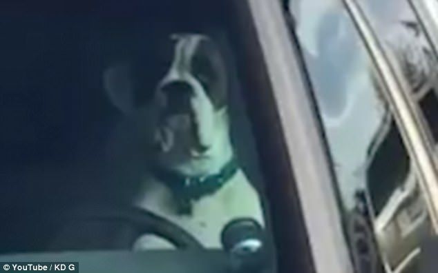 В Сети выложили видео с запертым в машине псом, давящим на гудок от скуки