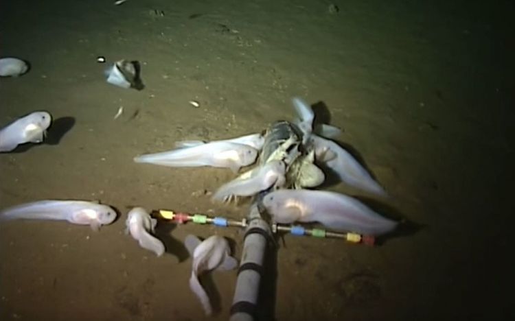 Самую глубоководную рыбу в мире сняли на видео