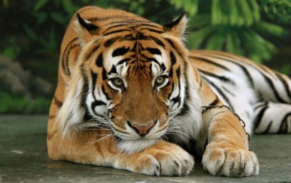 В Индии тигр-людоед ворвался на свадьбу