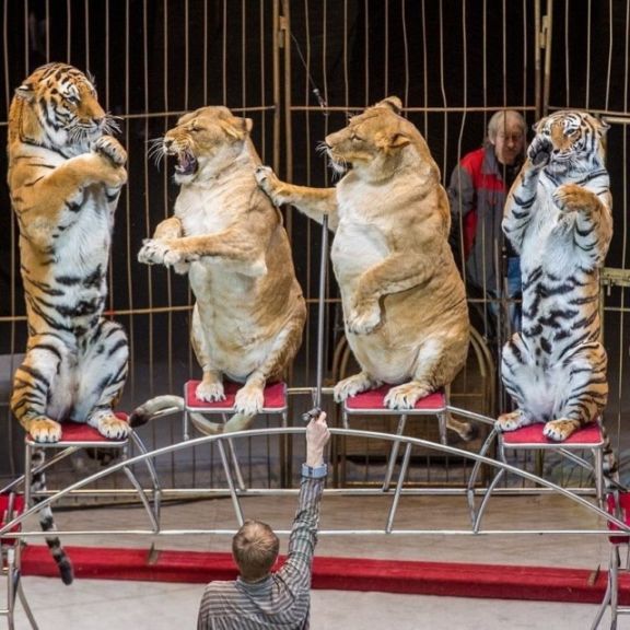 Тучные львицы в цирке Владивостока
