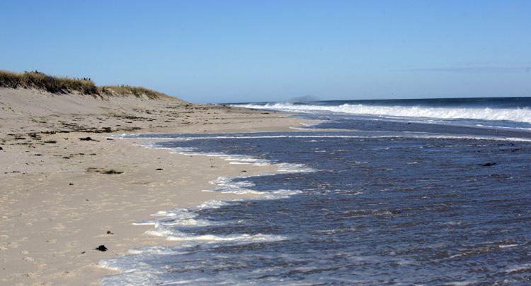 العثور على جثة مخلوق غريب على الشواطئ الأسترالية (صورة)