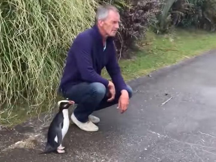 Дружелюбный пингвинёнок покорил прохожих в Новой Зеландии