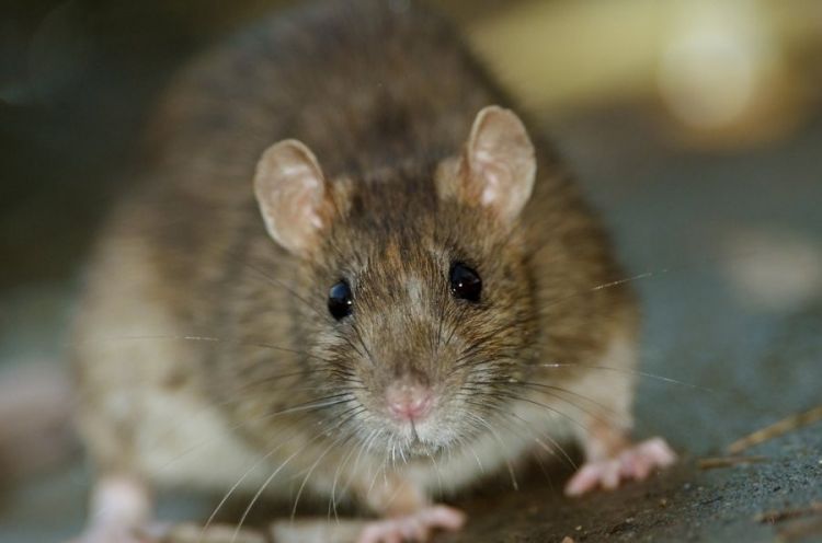 В Калифорнии крыса сорвала авиарейс