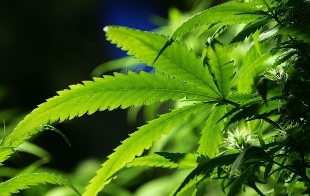 Австралия разрешила экспорт медицинской марихуаны