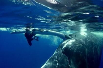 Спасение женщины от акулы китом попало на видео