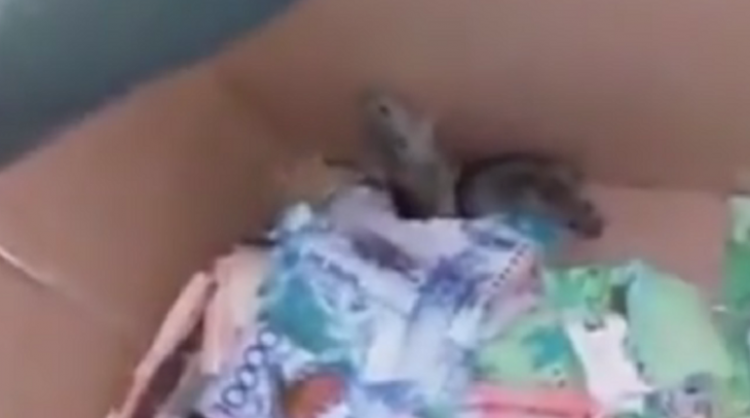 В Казахстане мыши погрызли деньги в банкомате