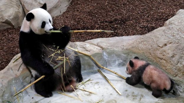 Маленькая панда Юань Мэн стала любимицей французов