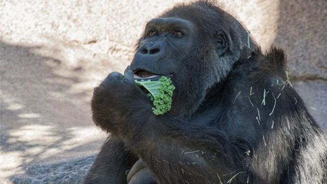 В Сан-Диего умерла одна из самых старых в мире горилл