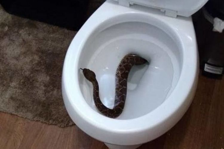 Змея заставила австралийскую семью поверить в призраков в унитазе