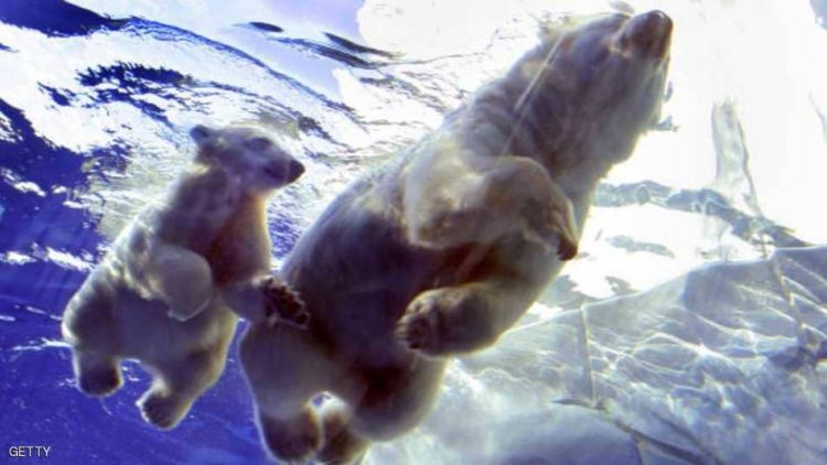 دراسة: "طاقة" الدببة القطبية تهدد بقاءها