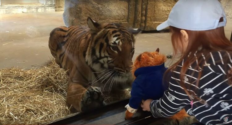 Тигр в американском зоопарке попытался стащить игрушку у девочки