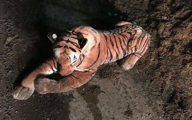 Шотландский фермер вызвал полицию из-за тигра, который оказался мягкой игрушкой