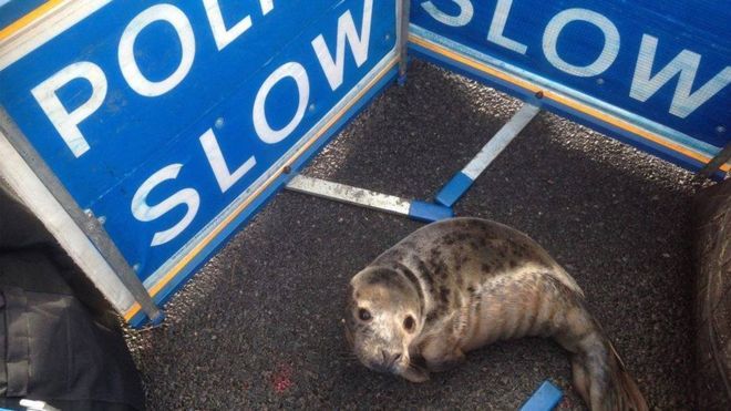 Тюлененок стал причиной пробки на дороге в Шотландии