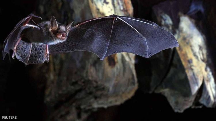 كشف مهم عن طول عمر الخفافيش.. قد ينطبق على البشر