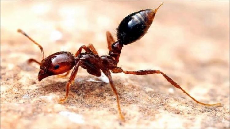 علاج فاعل في جسم النمل!