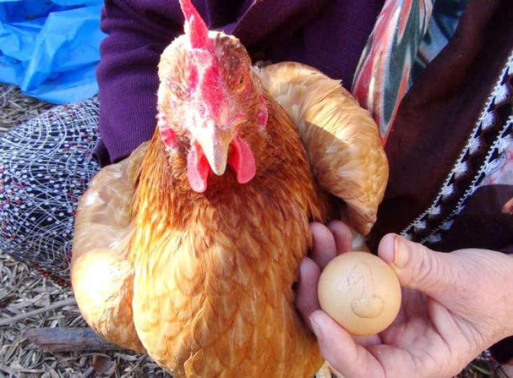 500 manata satılan yumurtanın üzərinə görün nə yazılıb "Bu, Allahın lütfudur" - İNANILMAZ - FOTO