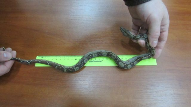 Контрабандисты пытались провезти в Россию змей в носках