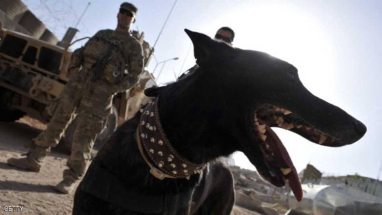 آخر خدمة الكلاب في الجيش الأميركي.. مأساوية